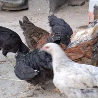 جوجه|حیوانات مزرعه|فامنین, |دیوار