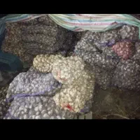 سیر سارمسـاخ درجـه یک