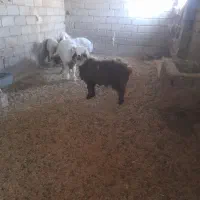 دوتابره نر درجه ی یک موجود