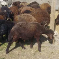 بره