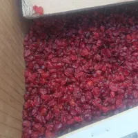 زرشک ۵۰۰
