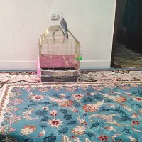 قفس پرنده