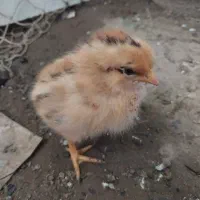 جوجه ، گلپایگانی ، محلی