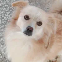 سگ گم شده
