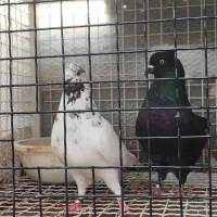ی جفت نرو و ماده پریده ب شرط