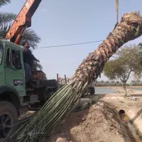 تو لید و ارسال پاجوش نخل و تنه نخل تا 6متری