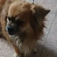 سگ دزدیده شده