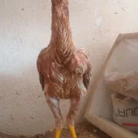 جوجه لاری 8ماه. از پدر ومادر لاری