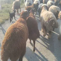بر افشاری نر