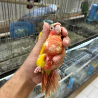 طوطی گرینچیک دونخور و نرم‌خور