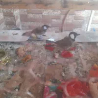 جفت کلی بالغ
