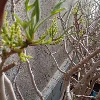 نهال گلدانی و مثمر ضمانتی بن دار