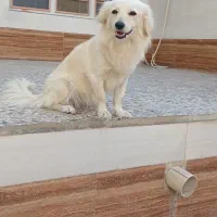 سگ خونگی اروم