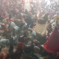 مرغ و خروس محلی