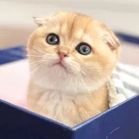 اسکاتیش ماده و نر