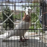 کبوتر طوقی نر
