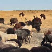 کارگر دامداری و چوپان