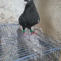 کبوتر