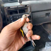 جوجه سهره نر