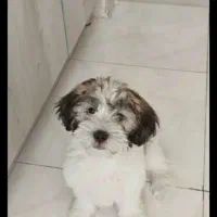 توله شیتزو سه ماهه