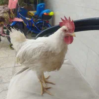 یک عدد خروس سفید