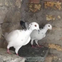 جفت پلاکی ب شرط تخم و جوجه