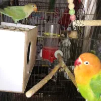 کتوله دستی نژاد معرکه