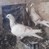 جوجه کبوتر