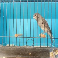 قناری از خونه به خونه