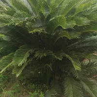 گل سیمای ماده 8ساله