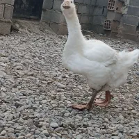 جوجه‌قو‌غاز ‌خالما‌گوری