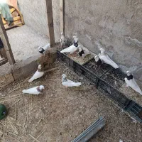 کبوتر طوقی