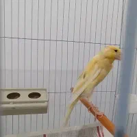 قناری سوپر نر قلم دار