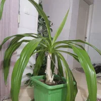 گل سوسن 25 ساله