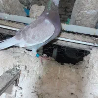 کفتر المانی قورگی نر پلاکی 2026