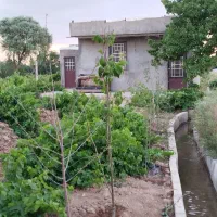 فروش فوری باغ انگور  ،با تعدادی درخت میوه ،قروه
