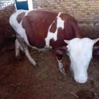 یکجفت سیمینتال نروماده