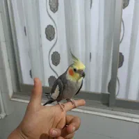 عروس هلندی نر سخنگو