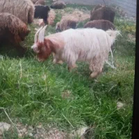 کهره نر چاق درجه یک بره نر