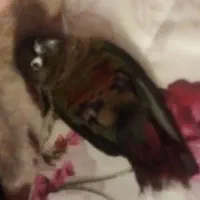 سلام عروس گِرینچیک گم شده