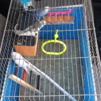 مرغ عشق فق پیام