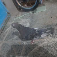 در‌نسیم‌شهر