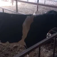 گوساله چاق