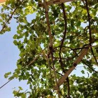 ملک-کلنگی-ویلایی-زمین