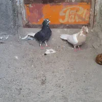 کبوتر