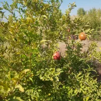 زمین کشاورزی با آب