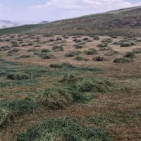 یونجه