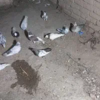 کبوتر|پرنده|نیشابور, قلعه نو|دیوار