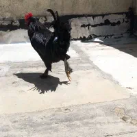 فروش خروس مرندی