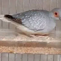 جفت پرنده کبوتر خانگی تزیینی الماسی  معاوضه